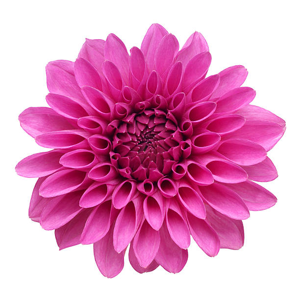 istock flower of dahlia 146903425