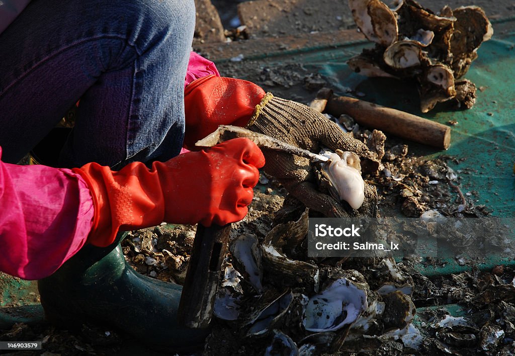 Pescador recolección de ostras - Foto de stock de Industria de la pesca libre de derechos