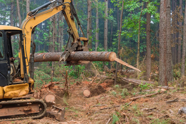 istock The deforestation process uses a tractor manipulator to lift logs with the help of a tractor manipulator to provide the land with the necessary material for the construction of houses. 1469035888