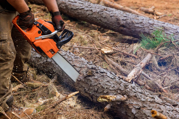 istock There is a situation in which an employee is cutting trees with a chainsaw during the process of chopping down trees, which results in destroying the forest. 1469035897