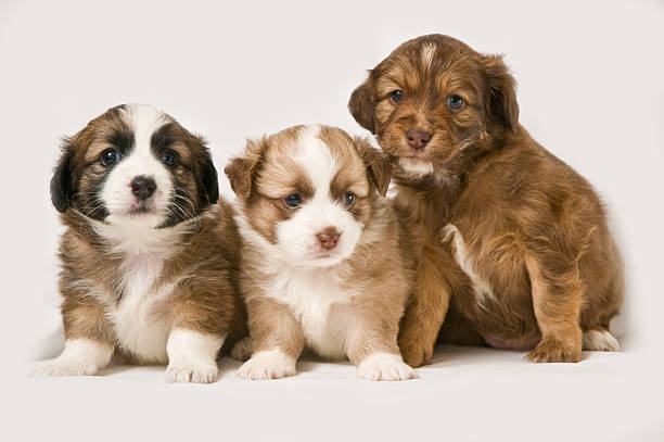 Three puppies on white background stock photo