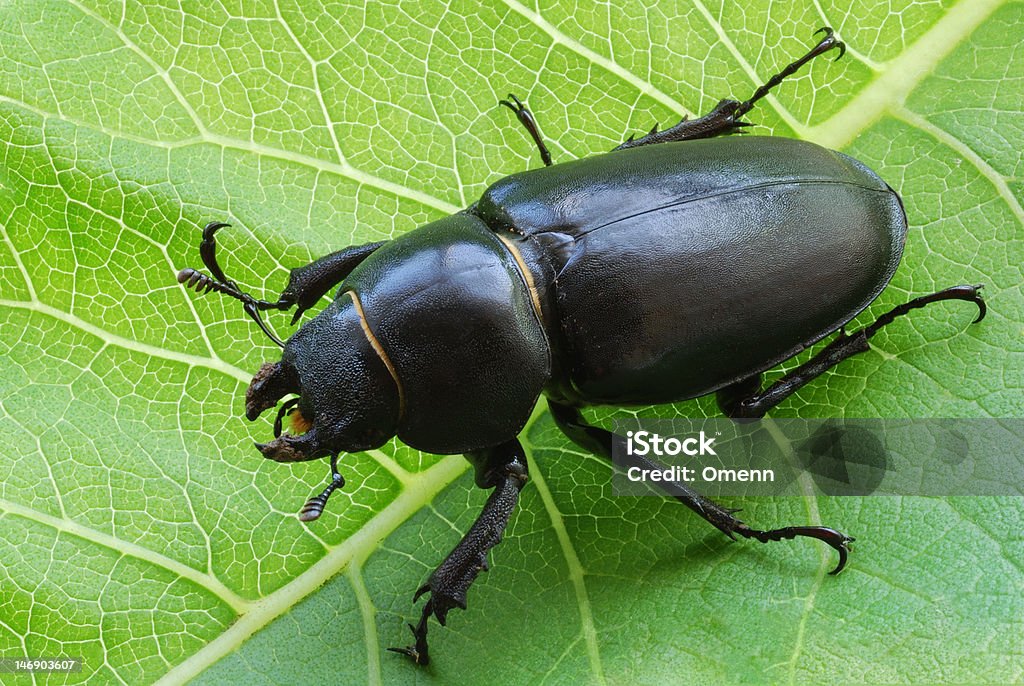 big feminino stag-beetle em folha - Foto de stock de Abstrato royalty-free