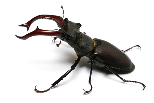 close-up photo of big stag-beetle (Lucanus cervus) - the largest beetle of Europa
