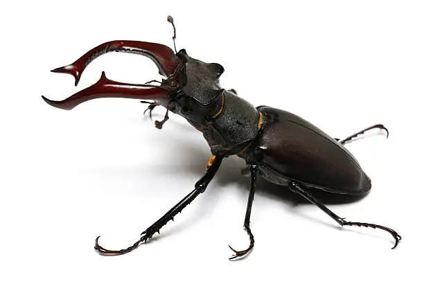 Photo of close-up photo of big stag-beetle