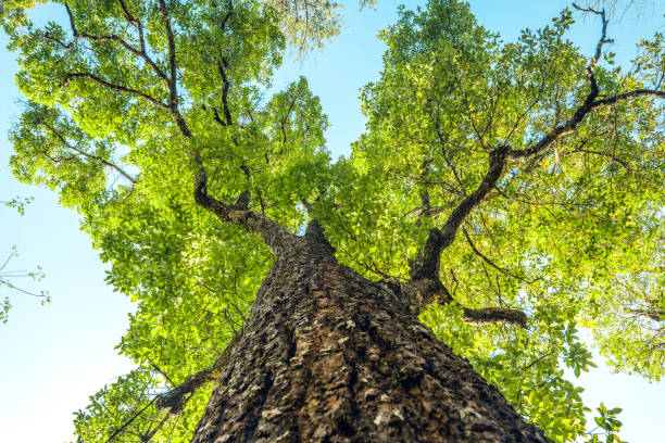 istock Green Tree,View looking up into lush green branches of large tree spring 1469036102
