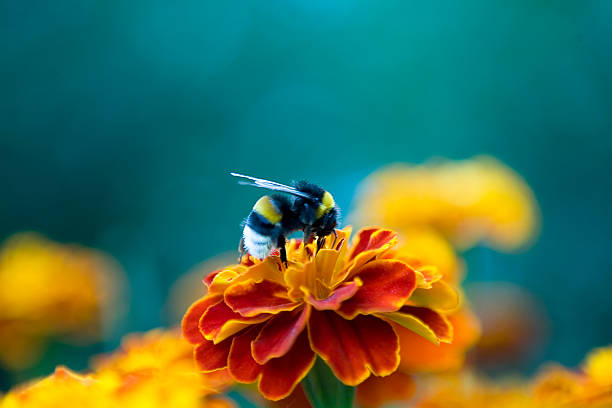 orange flowers, insect on the flower