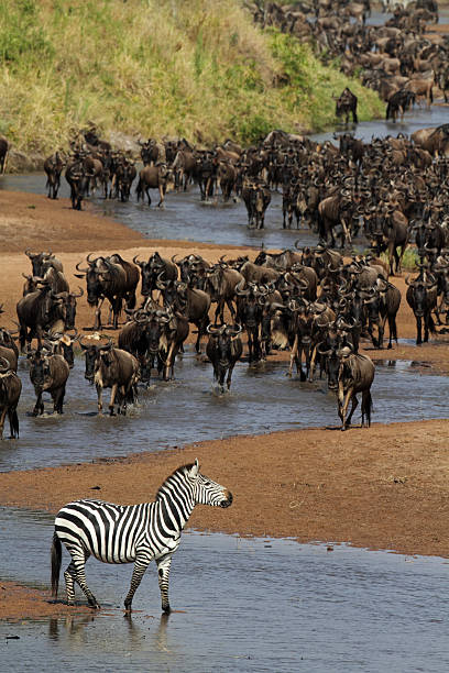 istock River of wildebeest, migration, Serengeti 146903689