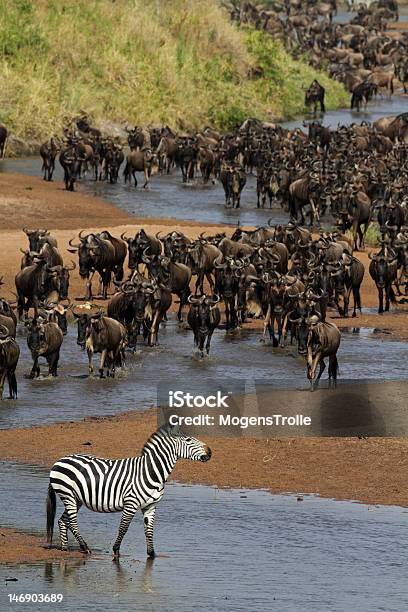 River Of Wildebeest Migration Serengeti Stock Photo - Download Image Now - Animal Migration, Wildebeest, Africa