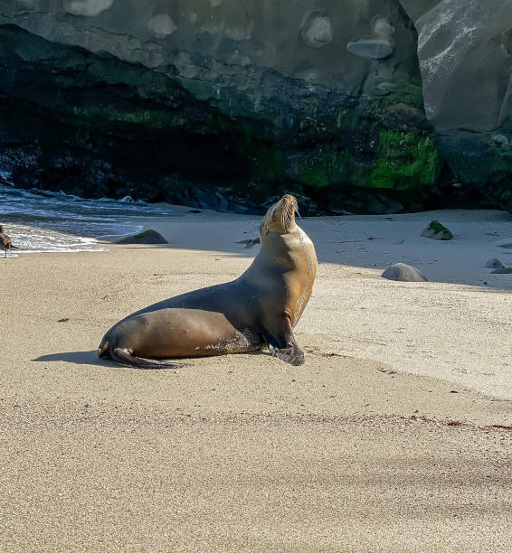 istock Sassy Sea Lion 1469041065