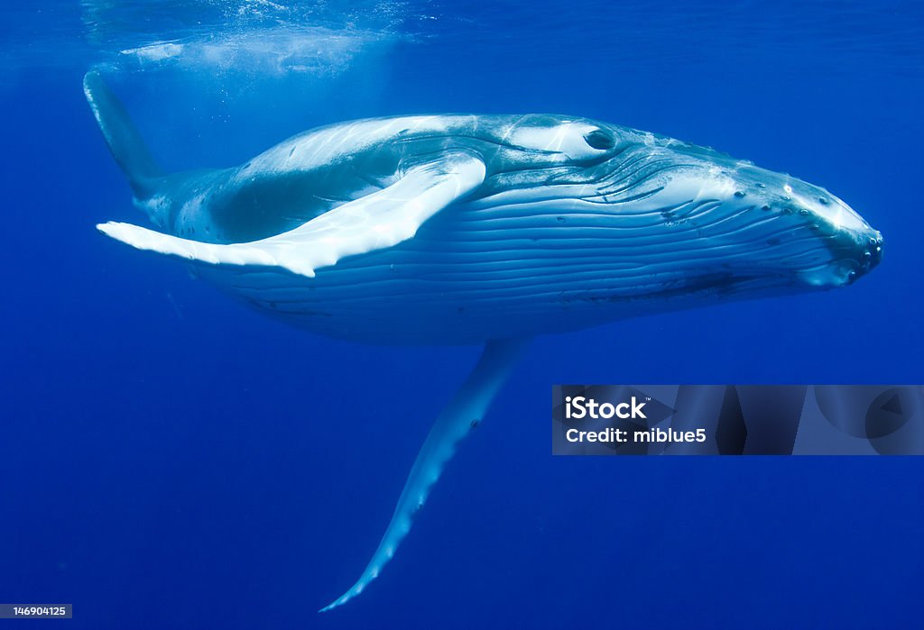 Baleine à bosse - Photo de Baleine à bosse libre de droits