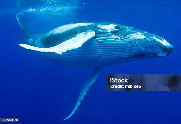 Photo libre de droit de Baleine À Bosse banque d'images et plus d'images libres de droit de Baleine à bosse - Baleine à bosse, Baleine, Sous l'eau