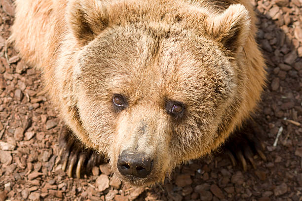 Bear - foto stock