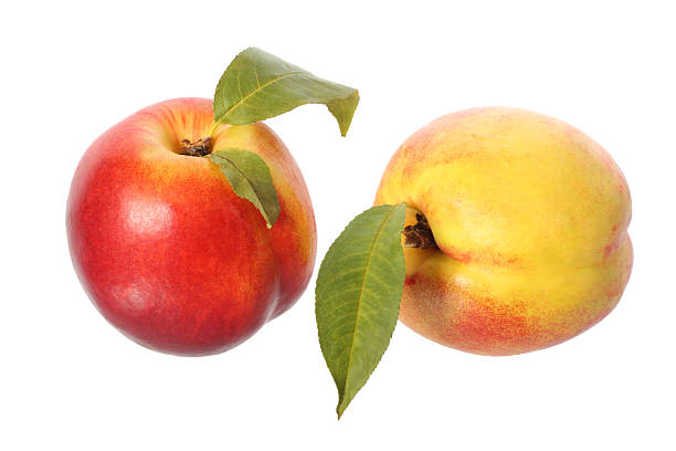 Deux nectarine fruits - Photo