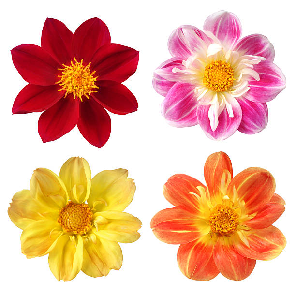 istock set of colorful dahlia 146904374