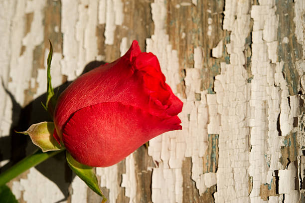 Single Red Rose on Rustic Background stock photo