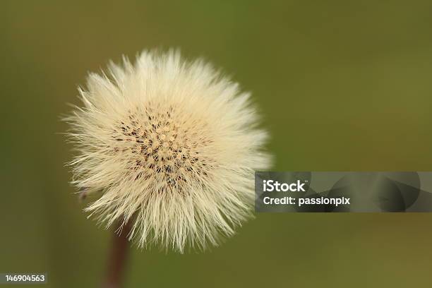 Löwenzahn Uhr Stockfoto und mehr Bilder von Bestäubung - Bestäubung, Blatt - Pflanzenbestandteile, Blume