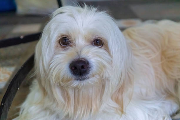 istock pet dog portrait 1469047089