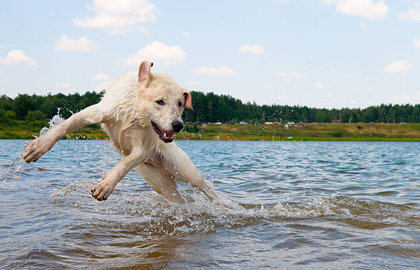 Dog jumping in the water stock photo