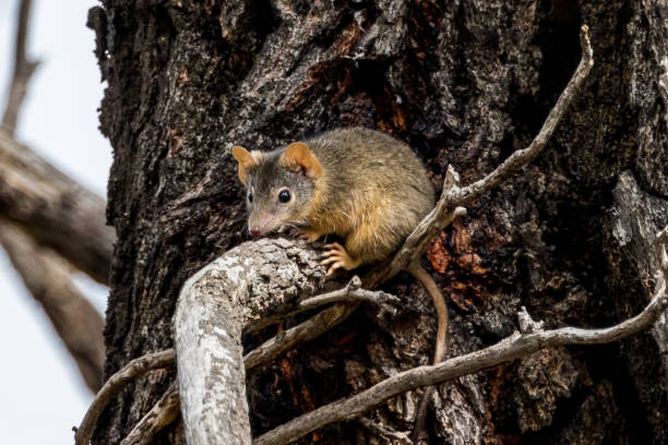 Looking rather like a large mouse, this antechinus has big ears and feet, both a pale colour.