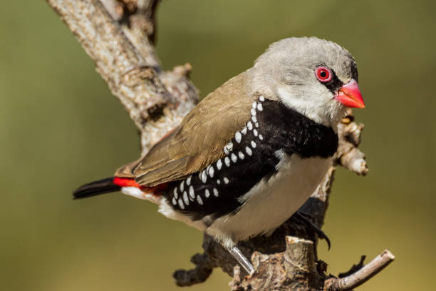 istock Diamond Firetail in Victoria Australia 1469051230