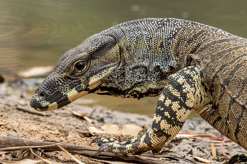 Very large lizard with distinctive markings.