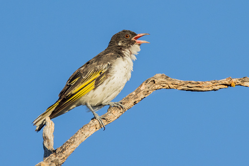 Rare honeyeater with black and white feathers and yellow markings.