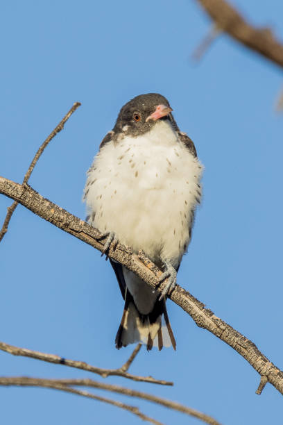 istock Paint Honeyeater in Victoria Australia 1469051300