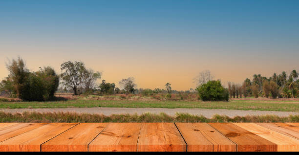 istock perspective wooden board over blurred rice field in countryside 1469051354
