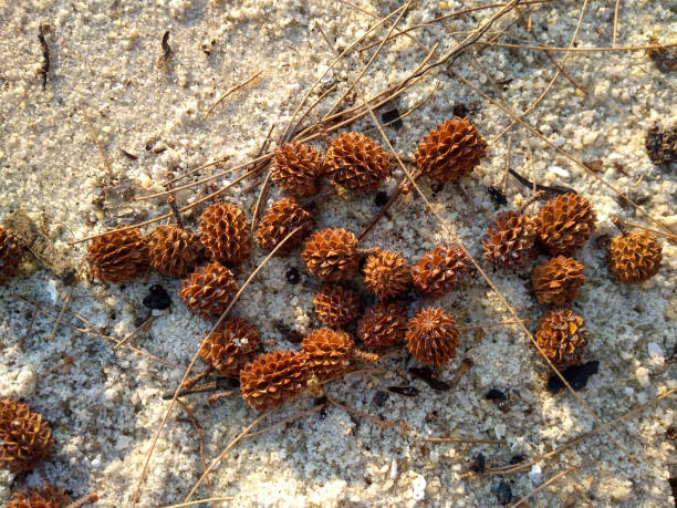 Beach she-oak or Australian pine on the sand (Casuarina Equisetifolia). Casuarina Equisetifolia is a she-oak species of the genus Casuarina.