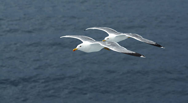 Flying seagulls stock photo