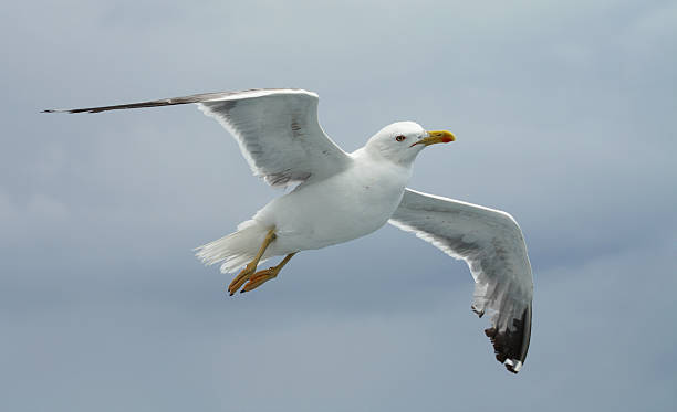 Flying seagull stock photo