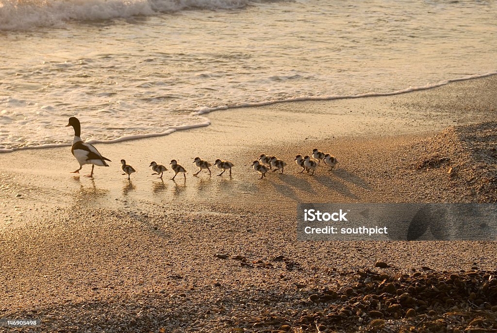 Familia de patos - Foto de stock de Aire libre libre de derechos
