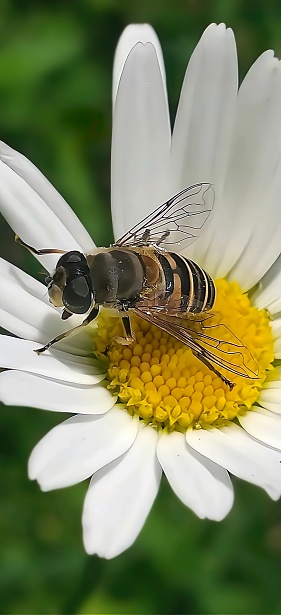Bee on flower.,