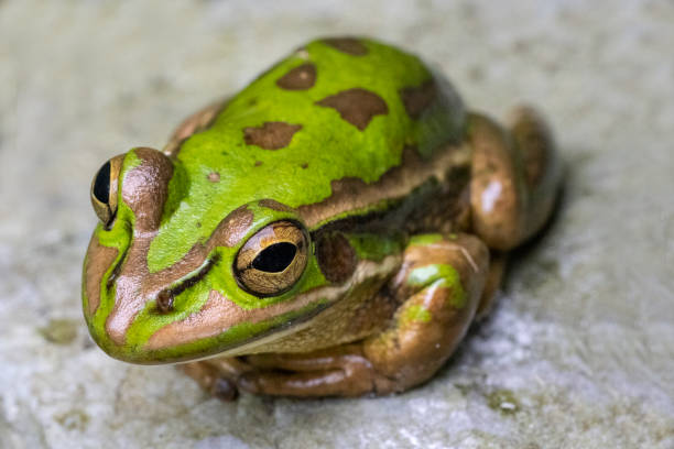 zielona i złota żaba dzwonowa - golden frog zdjęcia i obrazy z banku zdjęć