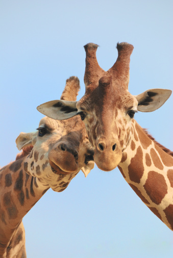 Giraffe couple in love with blue sky on background