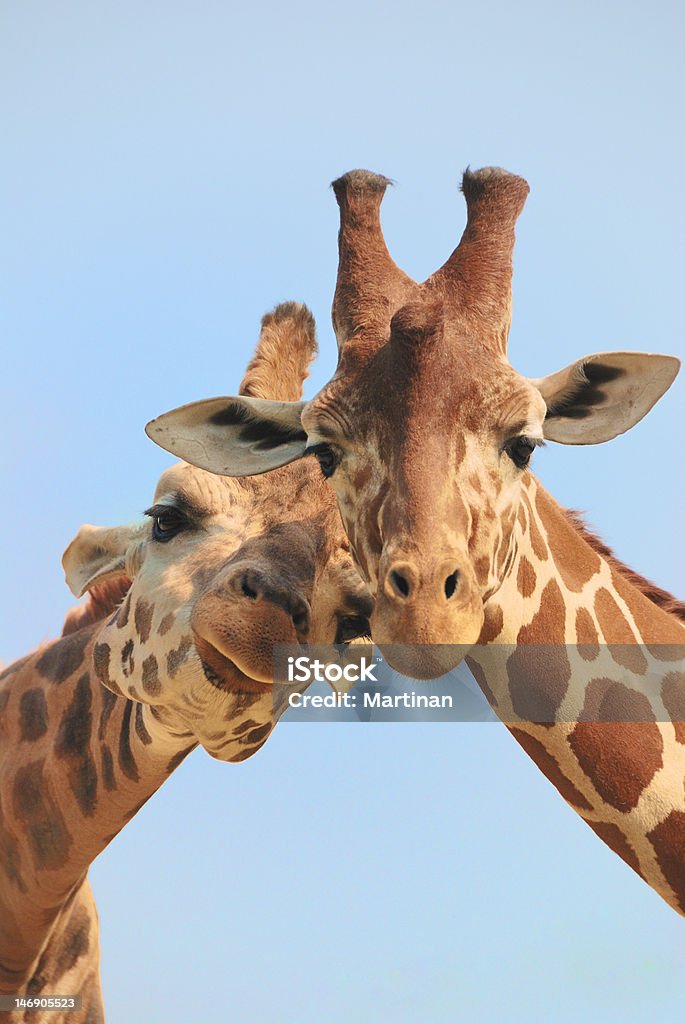 Giraffe couple in love Giraffe couple in love with blue sky on background Giraffe Stock Photo