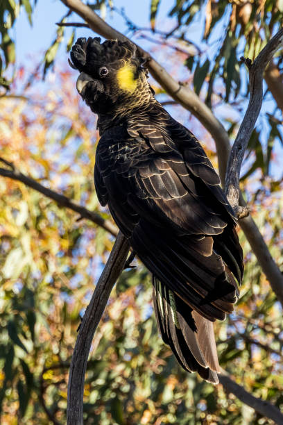 istock Yellow-tailed Black Cockatoo in Australia 1469055579
