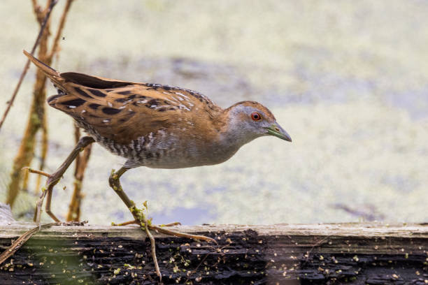 Also known as the marsh crake, this is a very shy bird rarely seen out in the open.
