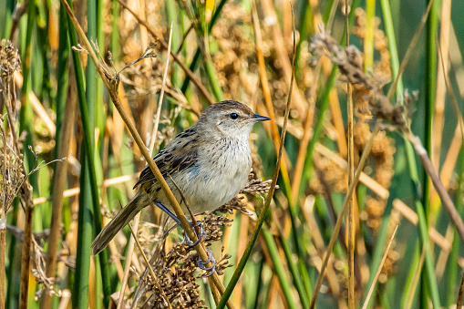 Shy and cryptic bird found in grass next to water.