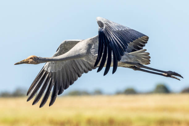 istock Brolga Crane in Australia 1469058087