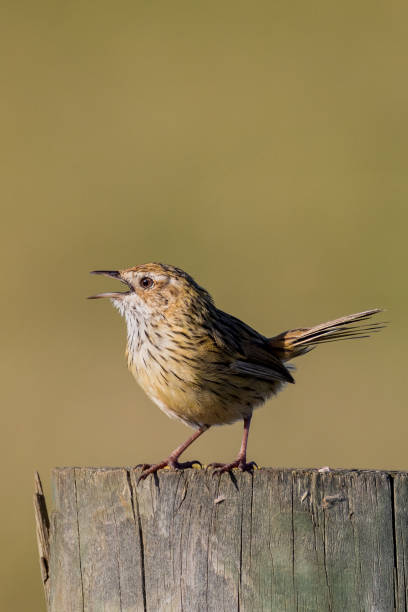 istock Striated Fieldwren in Australia 1469058110