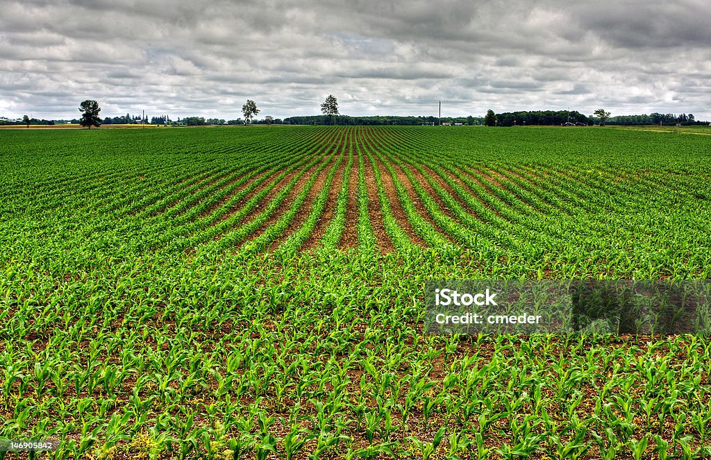 vibrant green image of a vegetable farm Agricultural Field Stock Photo