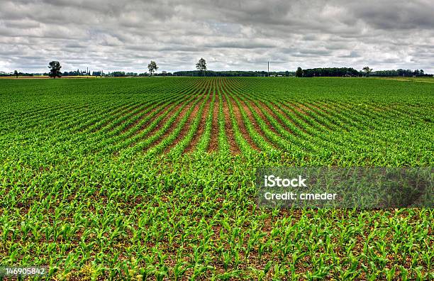 Vibrant Green Image Of A Vegetable Farm Stock Photo - Download Image Now - Agricultural Field, Agriculture, Balance
