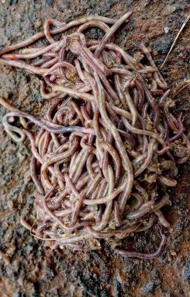 istock Close-up image of  earthworm. Above 1469059139