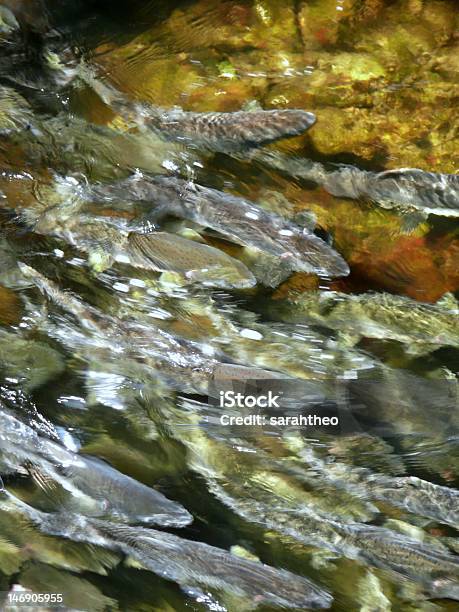 Fiume Salmon Deposizione Di Uova Di Pesce In - Fotografie stock e altre immagini di Branco di pesci - Branco di pesci, Salmone - Animale, Acqua
