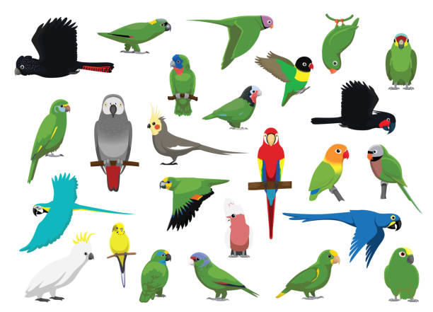 Animal Green Parrots Cockatoos Characters Cartoon Vector Animal Cartoon EPS10 File Format parakeet stock illustrations