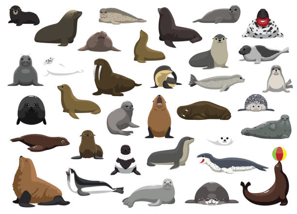 illustrazioni stock, clip art, cartoni animati e icone di tendenza di animale foca leone marino tricheco personaggi cartone animato vettoriale - sea lion