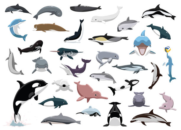 動物 海の 哺乳類 イルカ シャチ ベルーガ ネズミイルカ キャラクター 漫画のベクター画像 - dolphin porpoise mammal sea点のイラスト素材／クリップアート素材／マンガ素材／アイコン素材