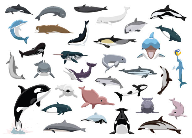 Animal Sea Mammals Dolphin Orca Beluga Porpoise Characters Cartoon Vector Animal Cartoon EPS10 File Format beluga whale jumping stock illustrations