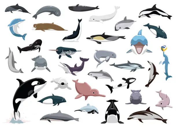 Vector illustration of Animal Sea Mammals Dolphin Orca Beluga Porpoise Characters Cartoon Vector